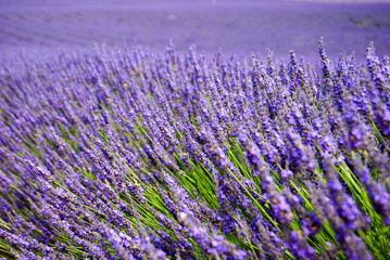 Fototapeta premium Lavender fields of the Provance, France