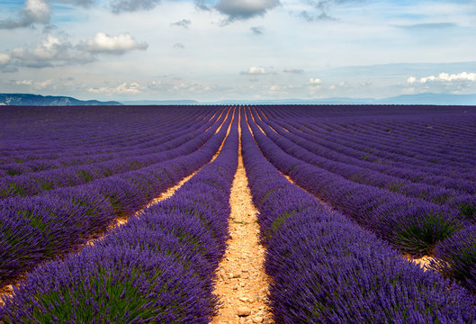 Lavender fields of the Provance, France