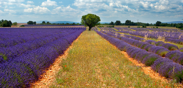 Lavender fields of the Provance, France