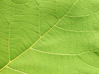 green leaf texture ( teak leaf )