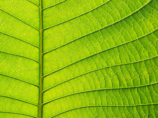 green leaf texture closeup