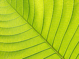 leaf texture