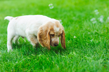 Puppy playing with soap bubbles