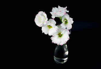 composition from flowers on a dark background. white eustoma. the isolated object.