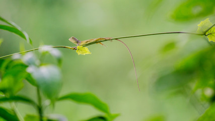 Thai Brown baby chameleon on climber.