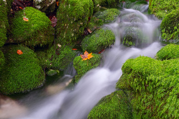 Mountain creek in the autumn forest in Triglav national park