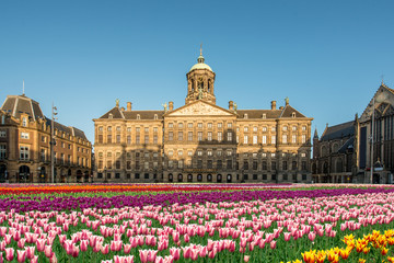 National tulip day at the Dam Square in Amsterdam, Netherlands - obrazy, fototapety, plakaty