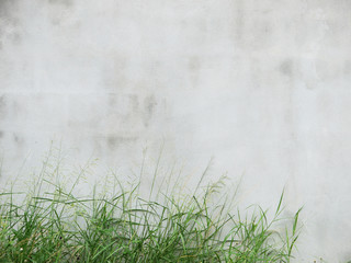 Obraz na płótnie Canvas High grass against concrete wall
