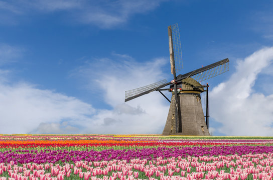 Landscape of tulips and windmills in Amsterdam, Netherlands
