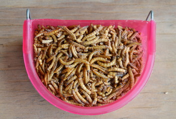 dried worm for feeding rodent and bird with lizard on pet bowl
