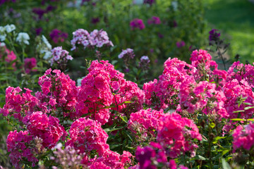 Flowers pink phlox in the garden