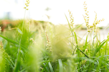 Field with green flowers  depth of field macro close-up