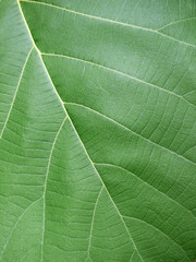 green leaf texture ( teak leaf )
