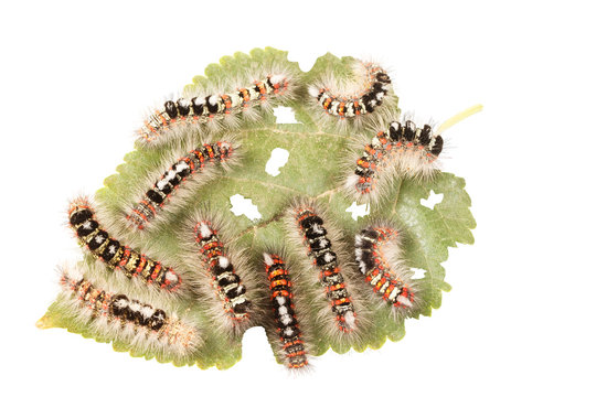 Caterpillar illustration. Closeup a lot of caterpillars (orgia dubia) chews the leaf of the plant. Isolated on white