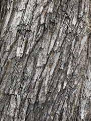 Tree bark texture
