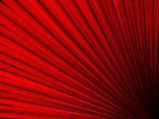 Texture of red palm Leaf