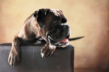 Deutscher Boxer im Studio liegend
