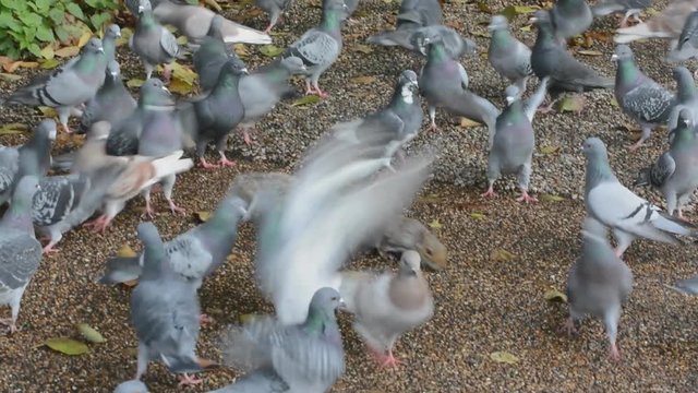 The disappearing squirrel! Squirrel mobbed by pigeons 