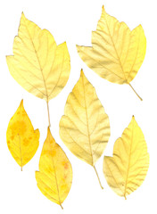green and yellow pressed maple leaves