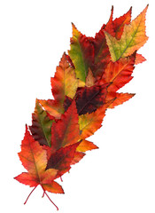  multicolor pressed decorative maple leaves