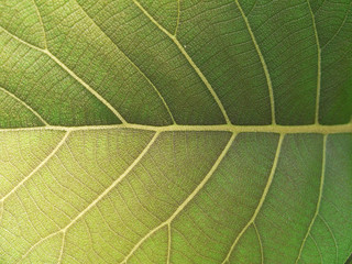 green leaf texture ( teak leaf )