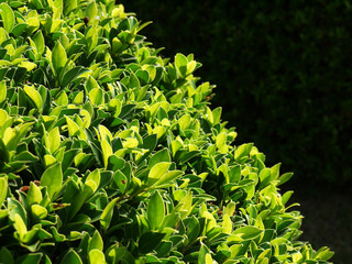 Closeup bush in park