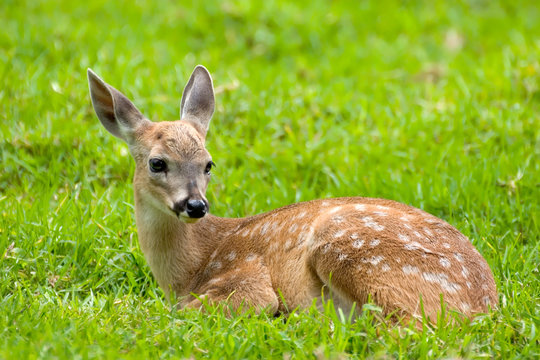 Fototapeta Bambi