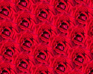 rose flower for background design