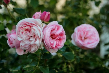 Rosen