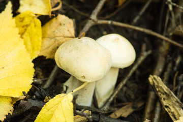 Mushroom in the forest. Shallow depth of field.