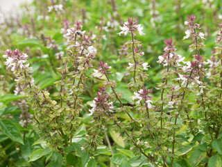 Fresh green basil leaves in garden