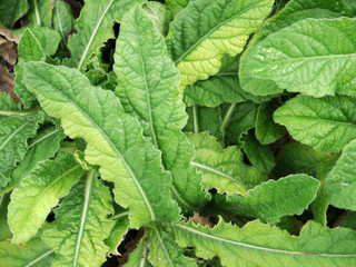 Prickly-leaved elephant's foot (Elephantopus scaber L.) medicinal tonic body with the root boiled for drinking water
