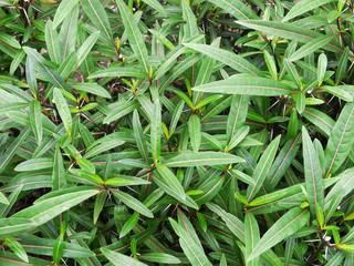 Barleria lupulina Lindl., Trees, leaves, Reduce inflammation