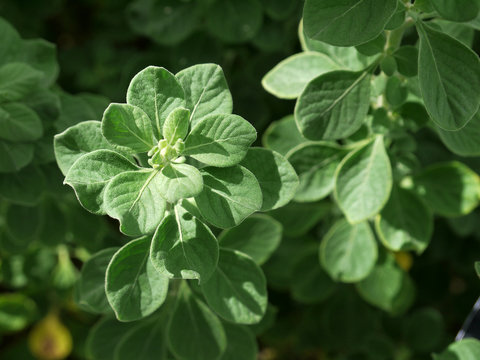 Aerva lanata (l.) Juss.ex Schult trees., the properties diabetes