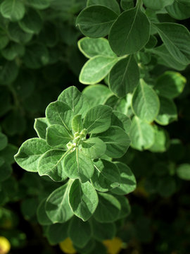 Aerva lanata (l.) Juss.ex Schult trees., the properties diabetes