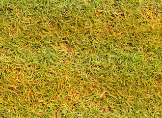 grass background texture lawn of golf course.