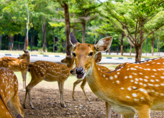 Deer patterned lovely spot deer in the wild.