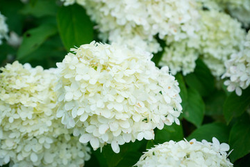 Hydrangea in the garden. Shallow depth of field.