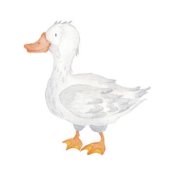 Duck Farm Animals Watercolor Illustrations Set Isolated on the white
