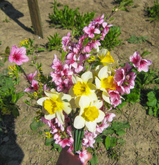 Bouquet of flowers and peach daffodils