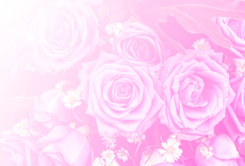 rose flower nature background design love Valentines day for des