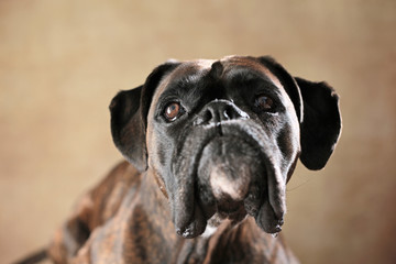 Deutscher Boxer im Studio