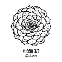 Hand drawn vector illustration - succulent. Sketch 