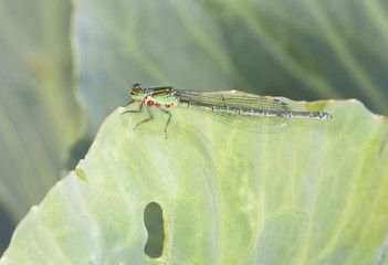 Dragonfly on cabbage leaf
