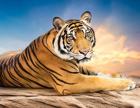 Siberian tiger