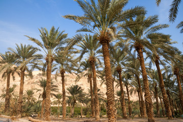 Fototapeta na wymiar palm trees oase in the Negev desert near Ein Gedi, Dead Sea, Israel