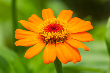 Flowers Orange:Zinnia (dok baan cheun)