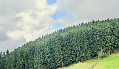 Green pine forest on the Transalpina road,  Parang Mountains group