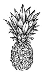 Hand drawn vector illustration - Pineapple. Exotic tropical fruit