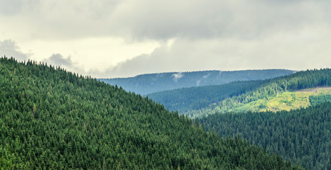 Fototapeta premium Green grass hills on the Transalpina road, Parang Mountains, pine forests